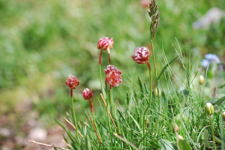 Armeria alpina