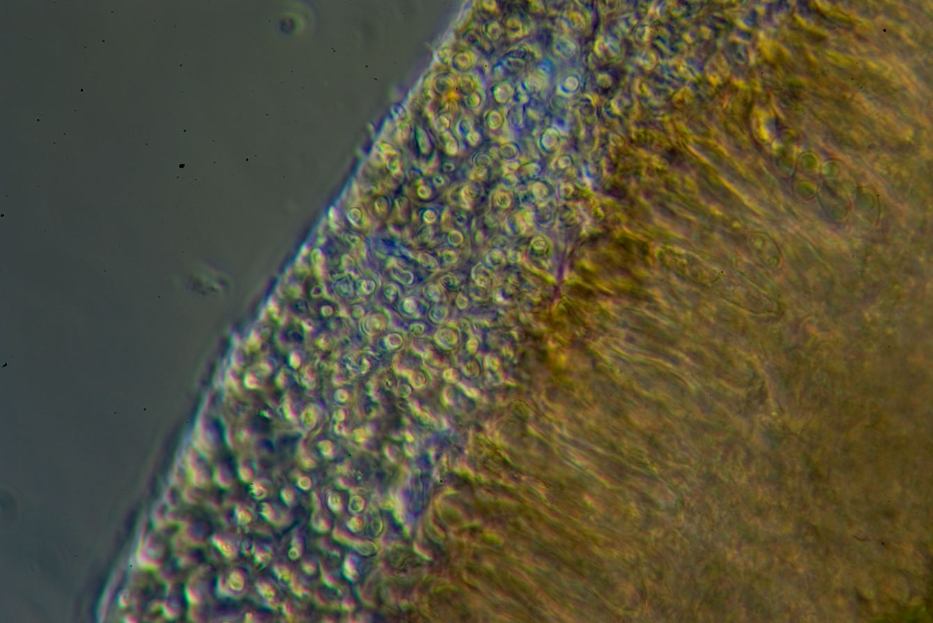 1 passi di microscopia: i licheni