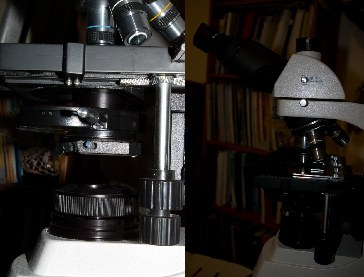 1 passi di microscopia: i licheni