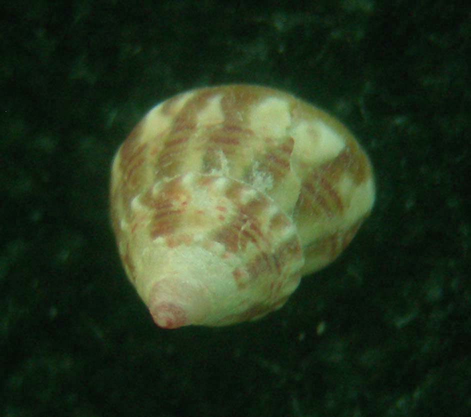 jujubinus karpanthoensis