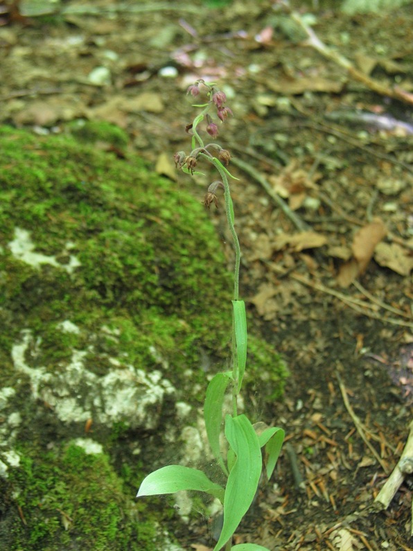 Cephalantera rubra