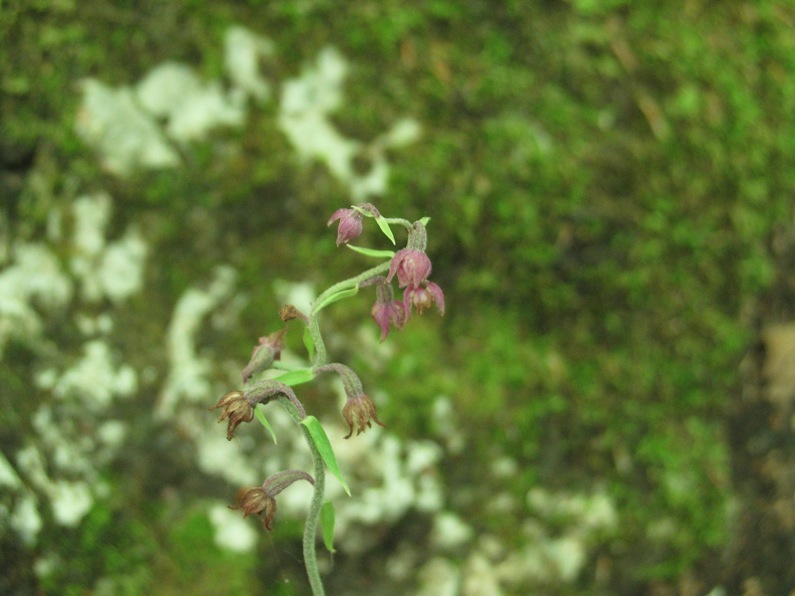 Cephalantera rubra