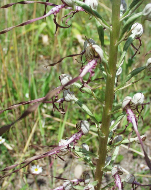 Himantoglossum adriaticum v. hircinum