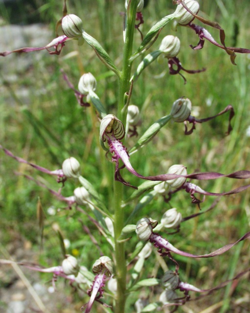 Himantoglossum adriaticum v. hircinum