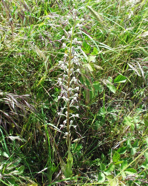 Himantoglossum adriaticum v. hircinum