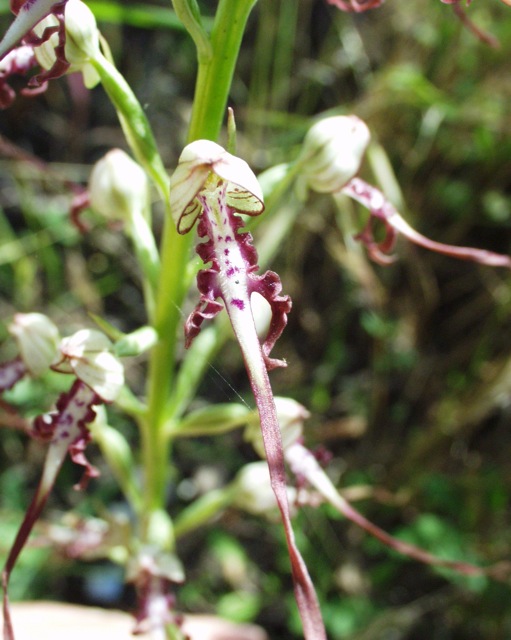 Himantoglossum adriaticum v. hircinum