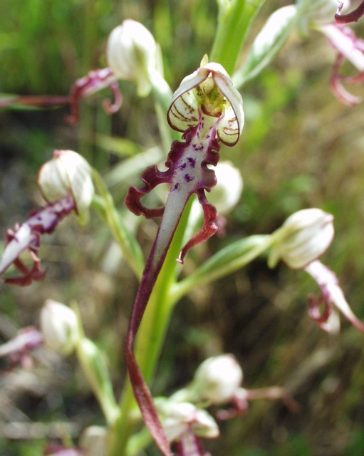 Himantoglossum adriaticum v. hircinum