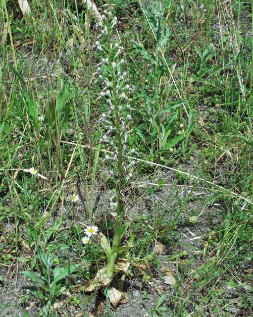 Himantoglossum adriaticum v. hircinum