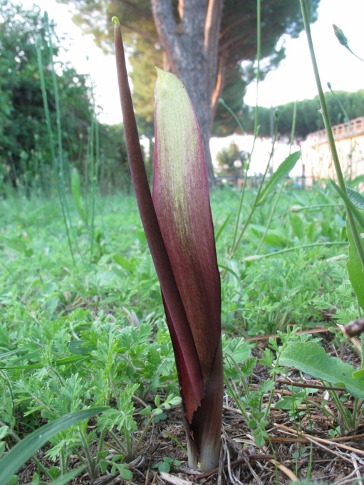 Questa sera mentre uscivo dal lavoro...Biarum tenuifolium