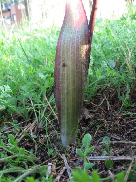 Questa sera mentre uscivo dal lavoro...Biarum tenuifolium