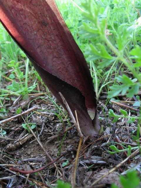 Questa sera mentre uscivo dal lavoro...Biarum tenuifolium