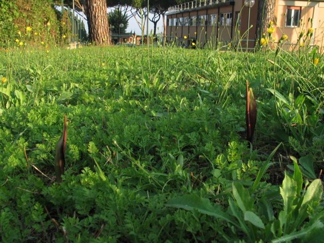 Questa sera mentre uscivo dal lavoro...Biarum tenuifolium