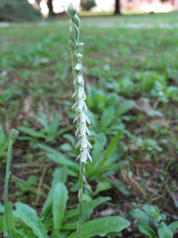 Spiranthes spiralis ai LNF