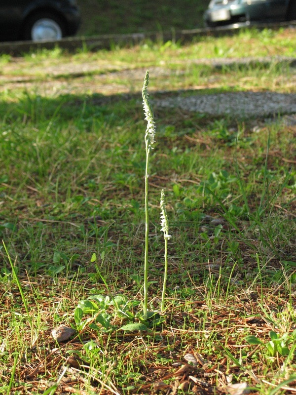 Spiranthes spiralis ai LNF