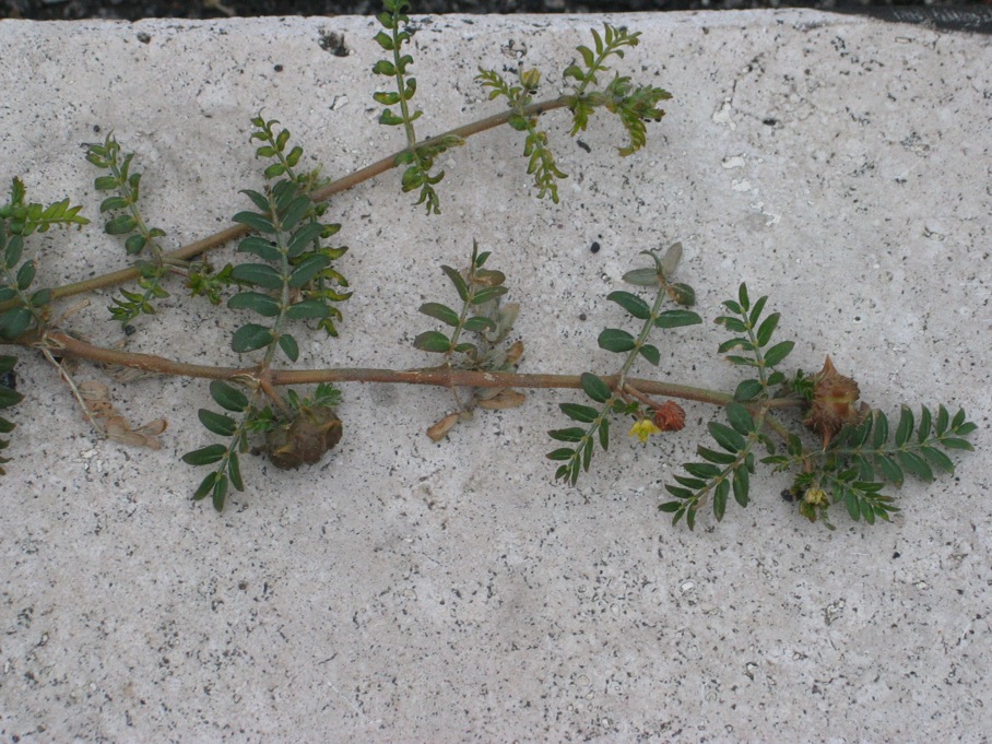 Tribulus terrestris / Tribolo comune