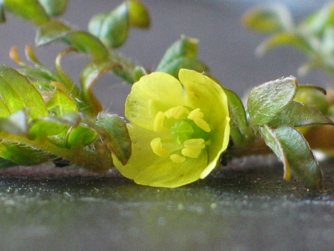 Tribulus terrestris / Tribolo comune