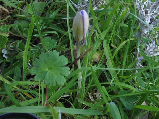 Crocus biflorus