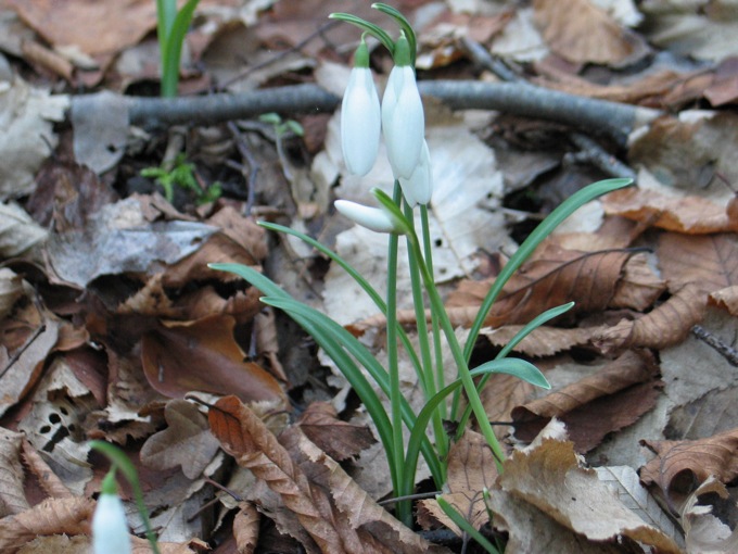 La primavera  vicina