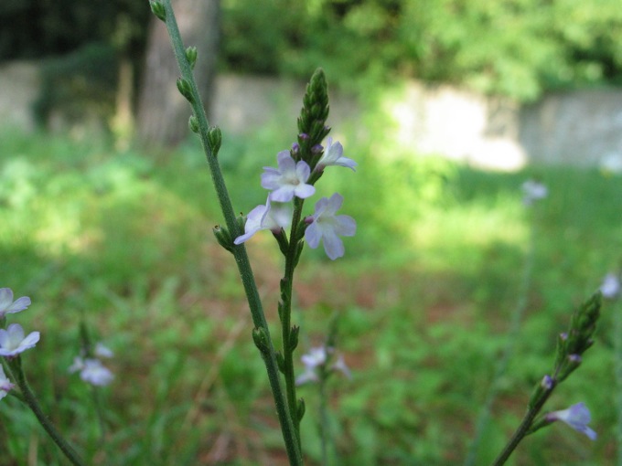 Verbena officinalis