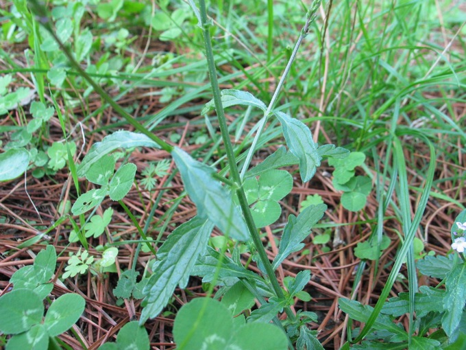 Verbena officinalis