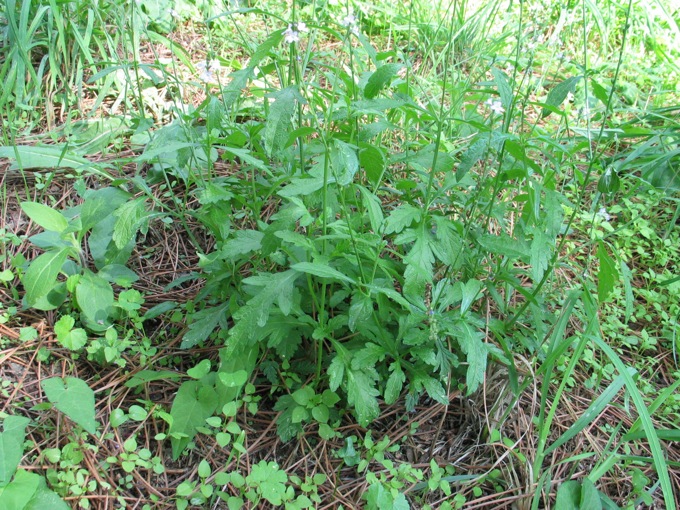 Verbena officinalis