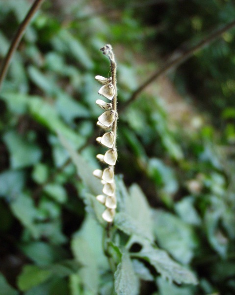 Altra pianta incognita - Scutellaria sp