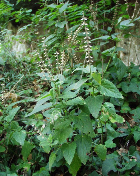 Altra pianta incognita - Scutellaria sp