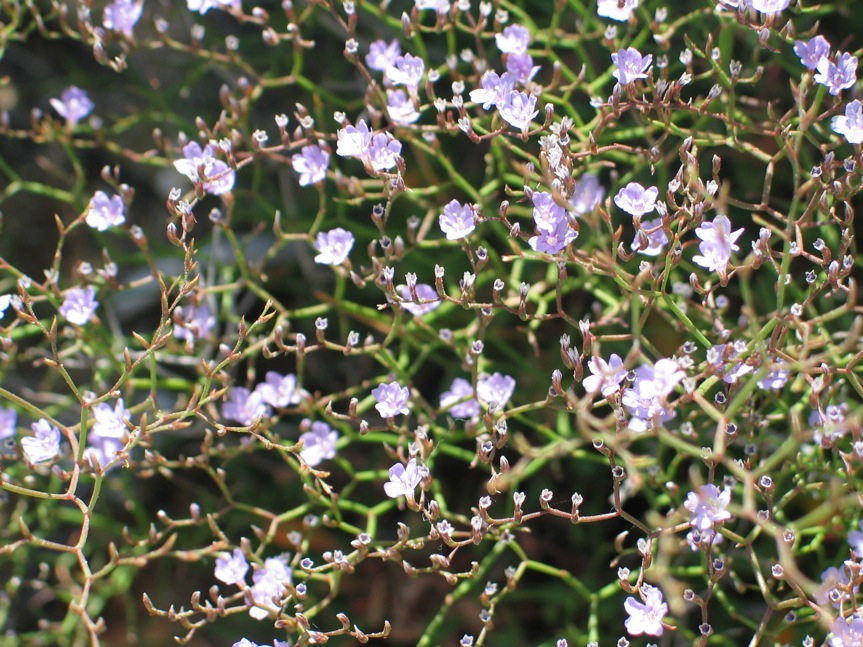 Limonium ilvae ?