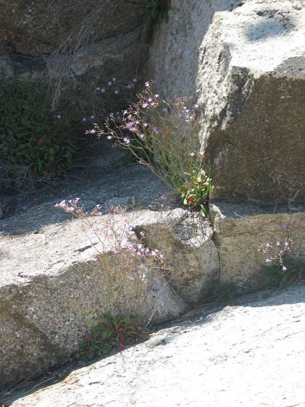 Limonium ilvae ?