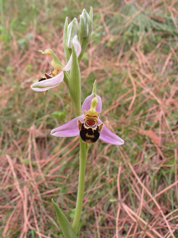 Ophrys apifera?