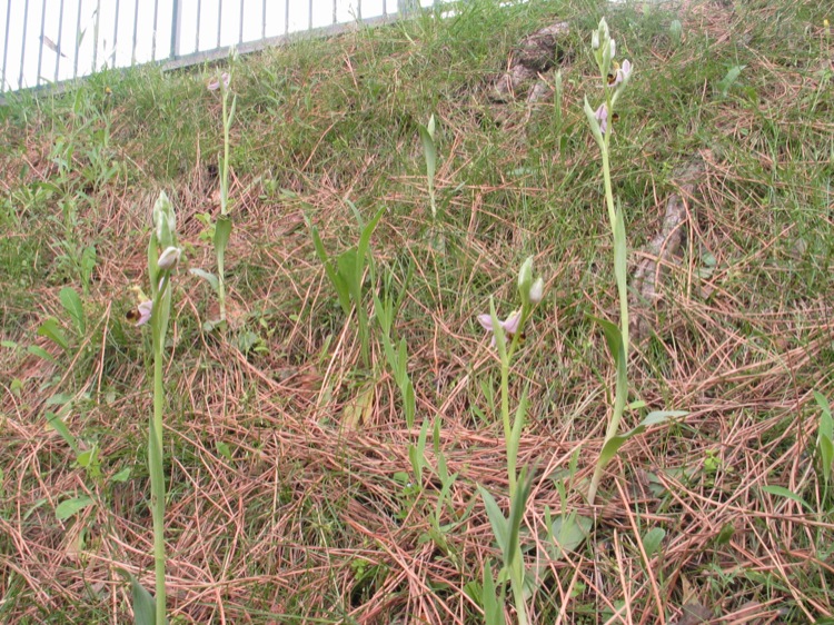 Ophrys apifera?