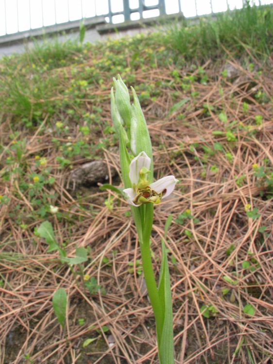 Ophrys apifera?