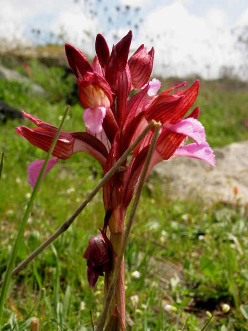 Orchis papilionacea?