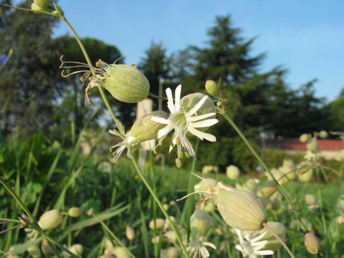 Silene vulgaris sl.