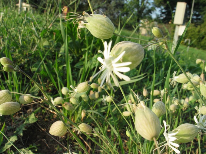 Silene vulgaris sl.