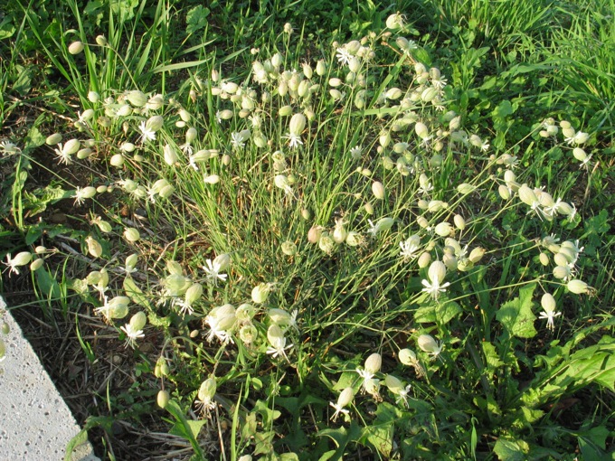 Silene vulgaris sl.