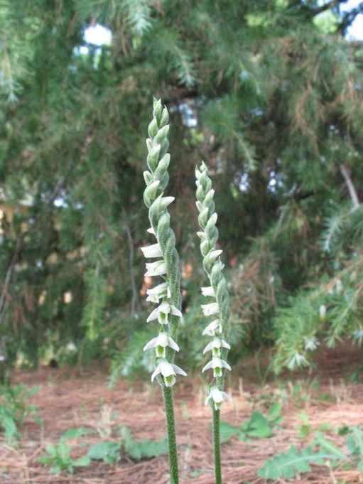 Spiranthes spiralis