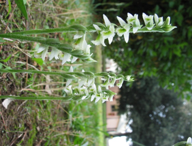 Spiranthes spiralis