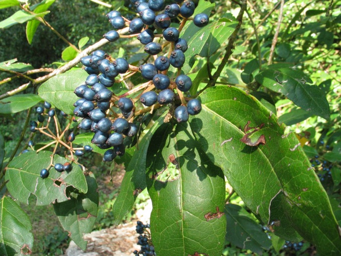 Viburnum tinus