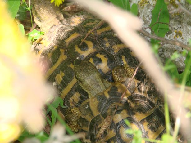 Testudo hermanni hermanni