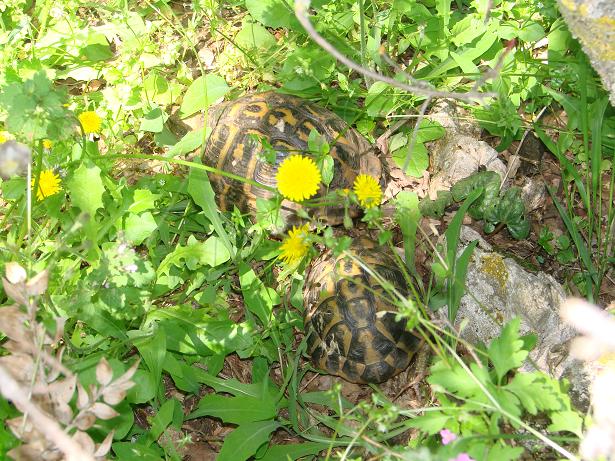 Testudo hermanni hermanni