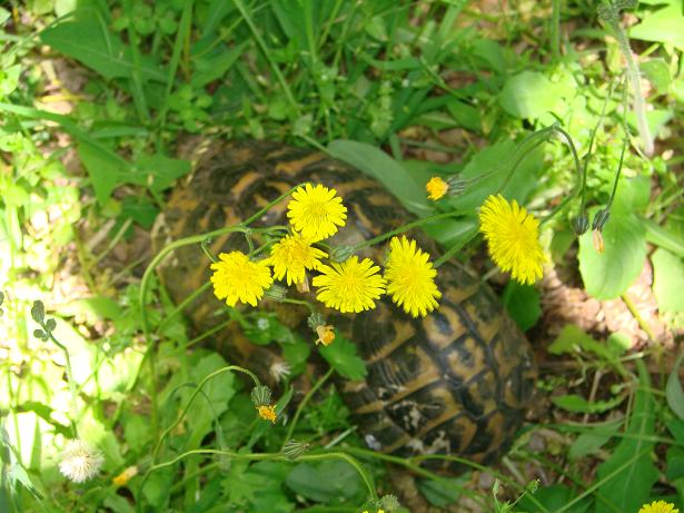 Testudo hermanni hermanni