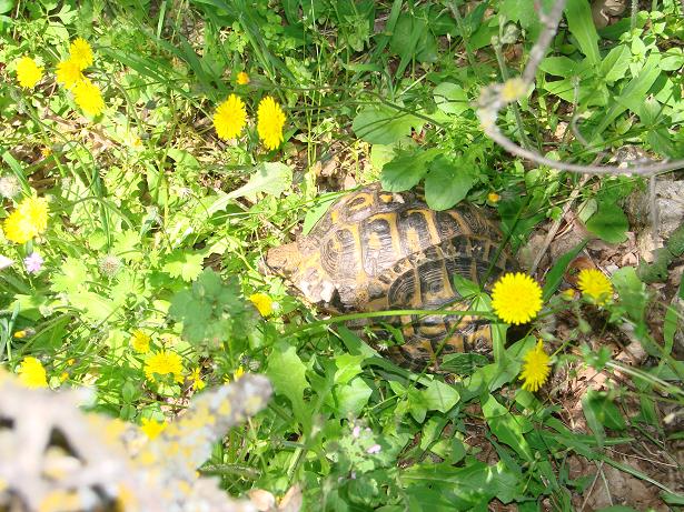 Testudo hermanni hermanni