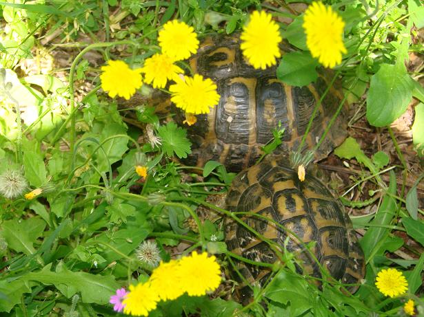 Testudo hermanni hermanni