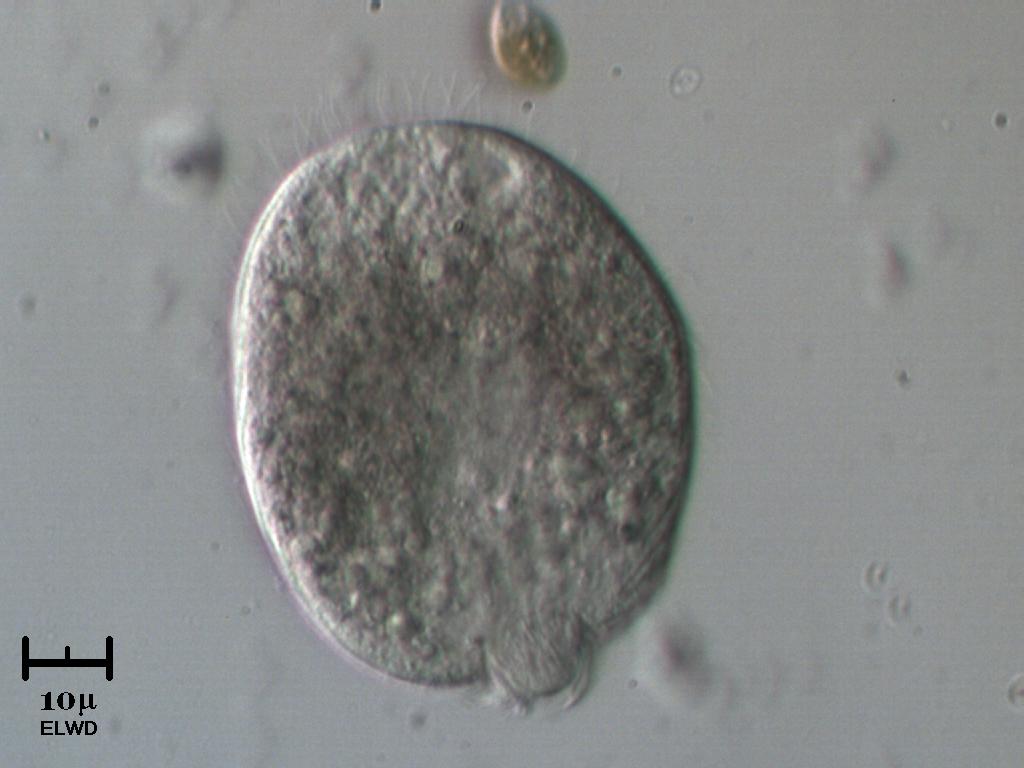 Didinium balbianii