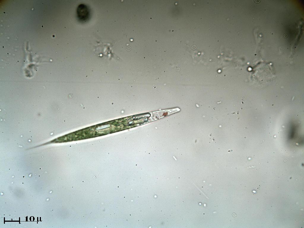 Ancora Euglena