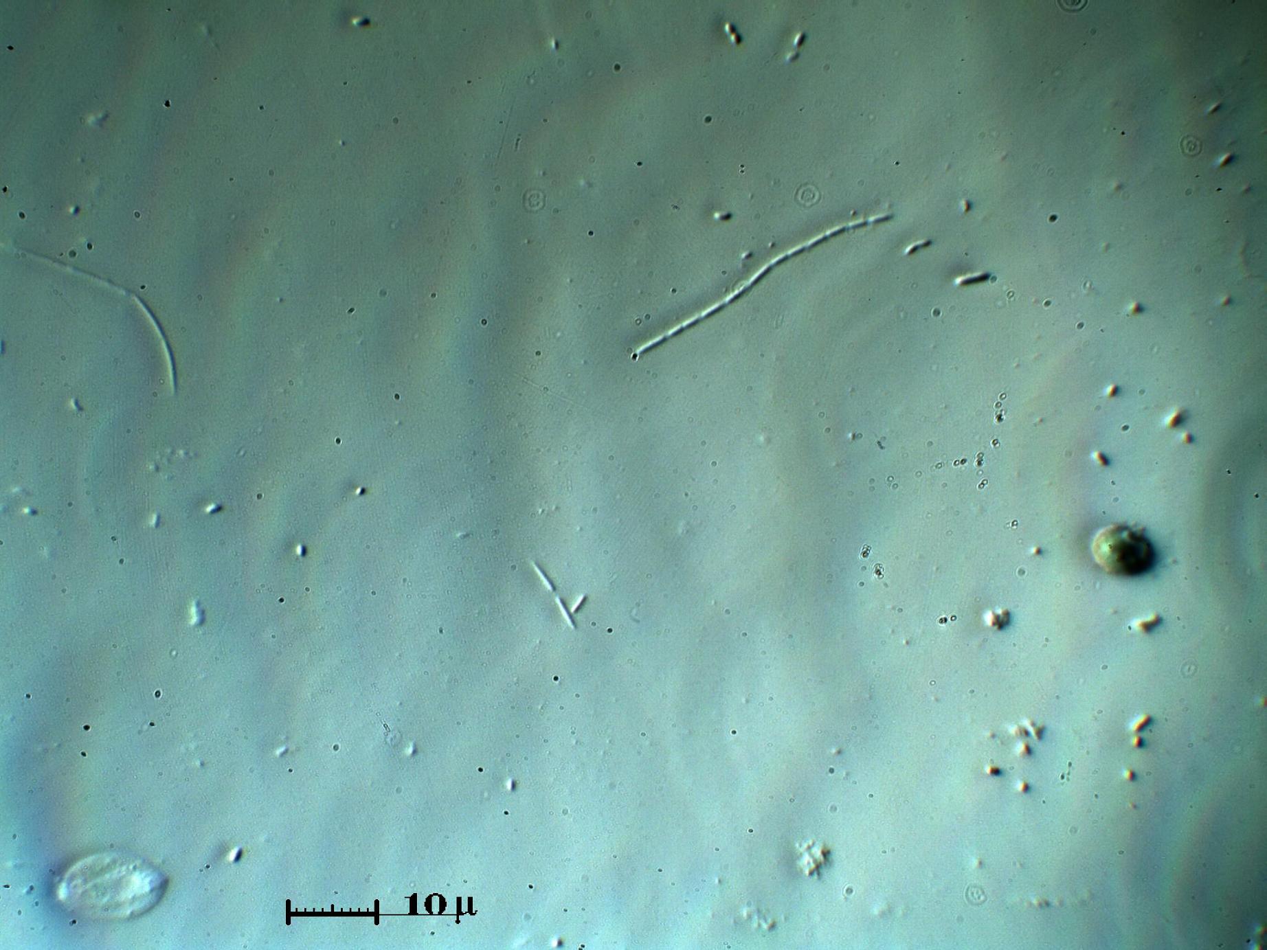 Microbatteri quasi virus