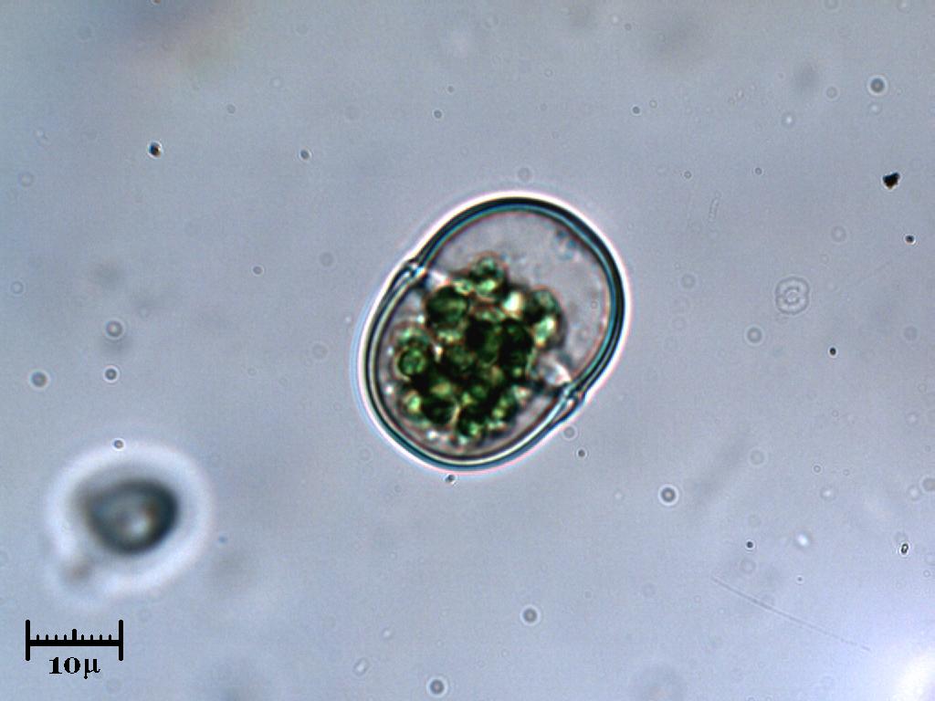 Alga