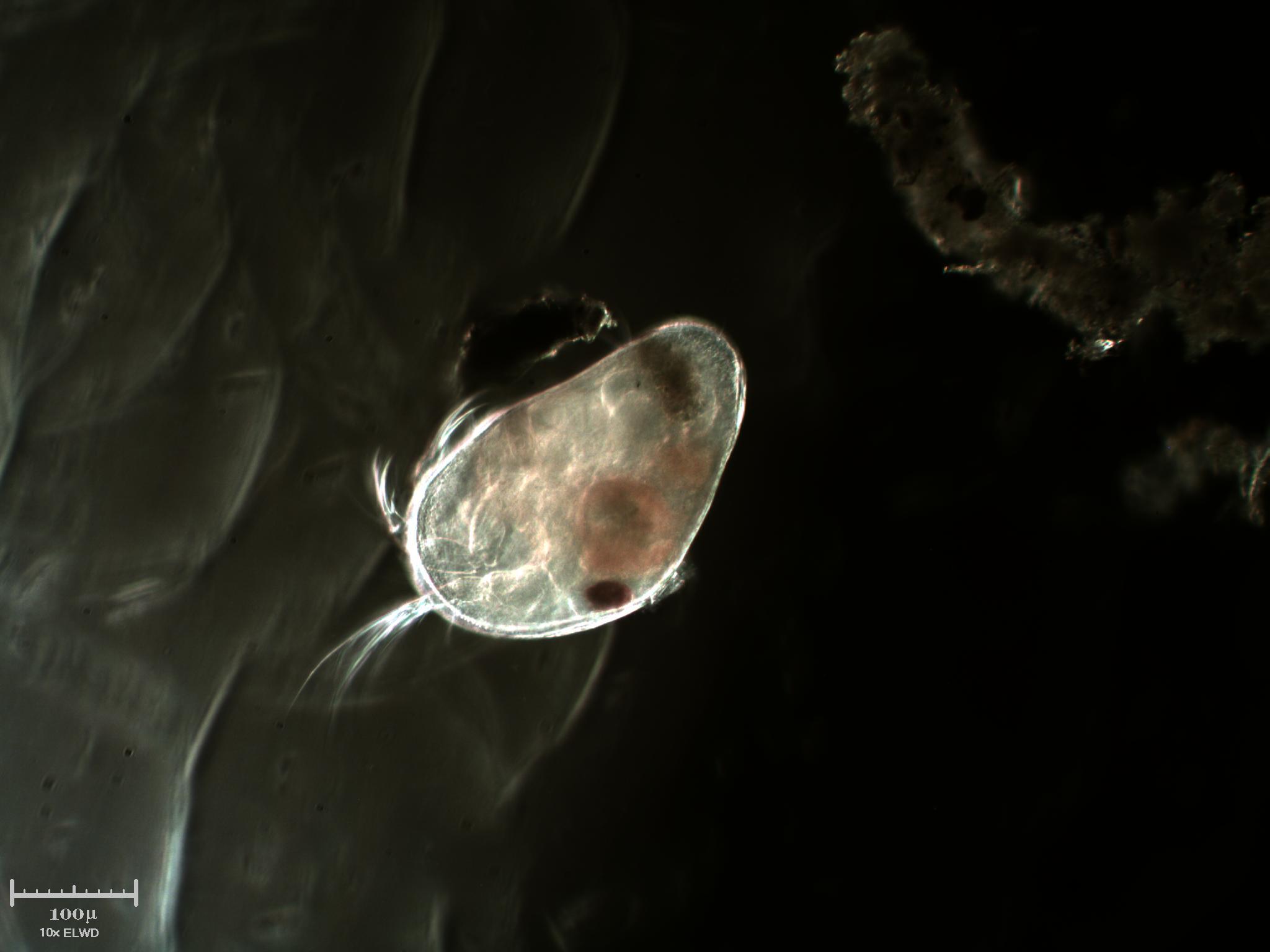 Ostracode (MI MANCAVA)