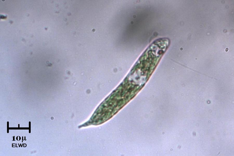 Euglena